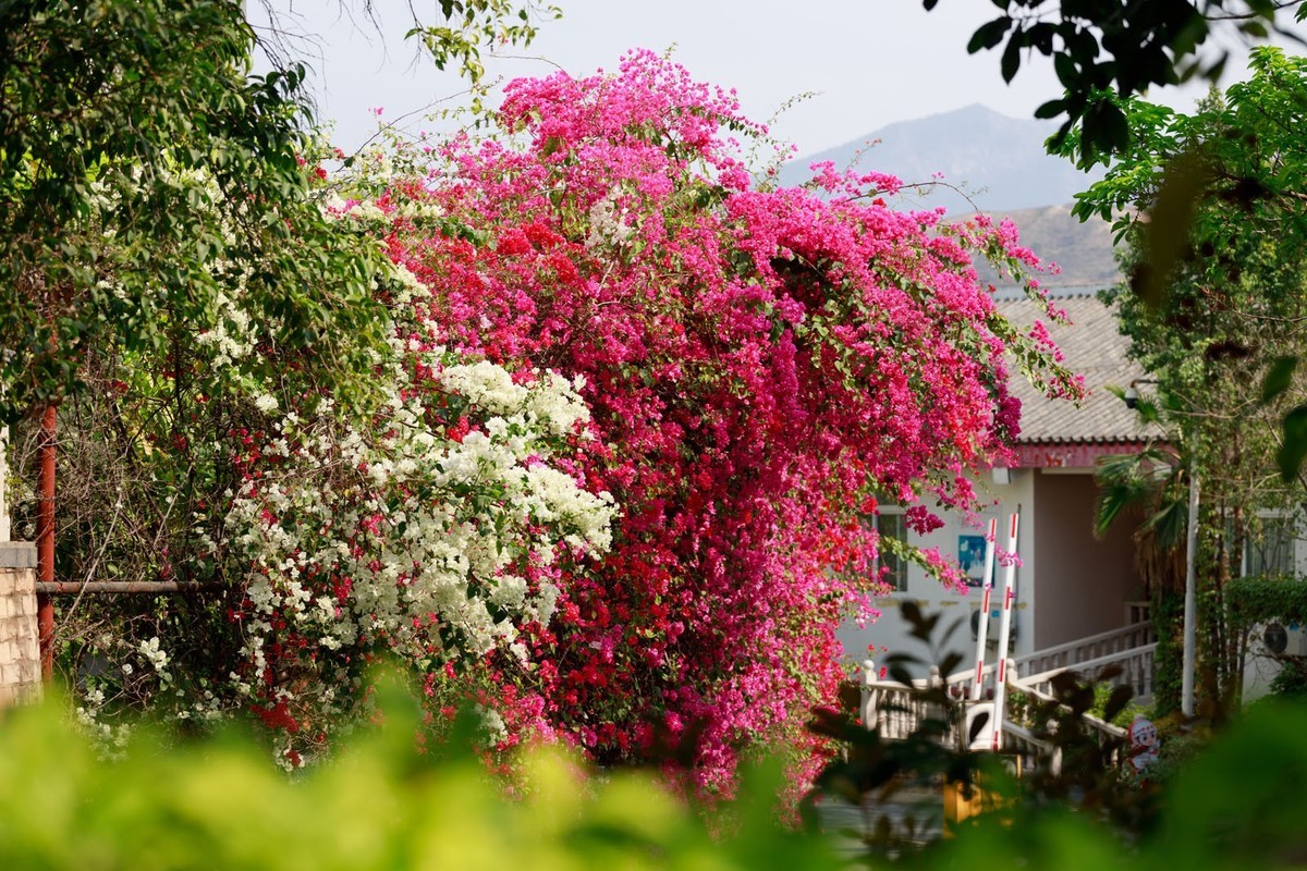 公园里拍三角梅