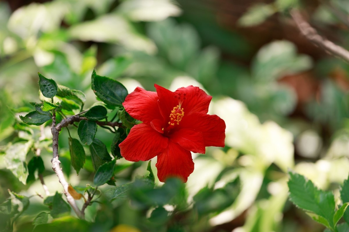 公园里拍三角梅