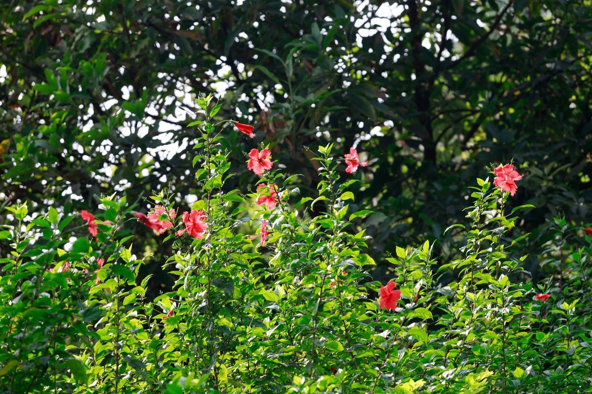 公园里拍三角梅