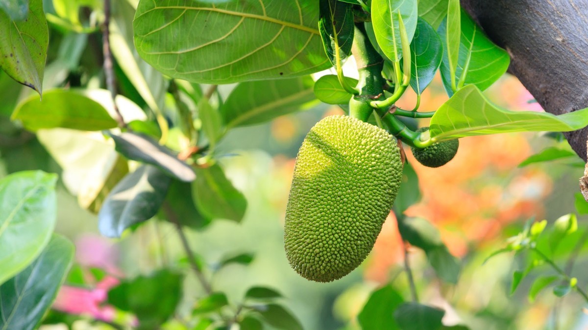 公园里拍三角梅