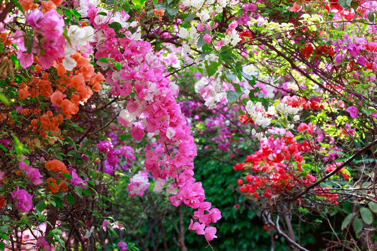 公园里拍三角梅