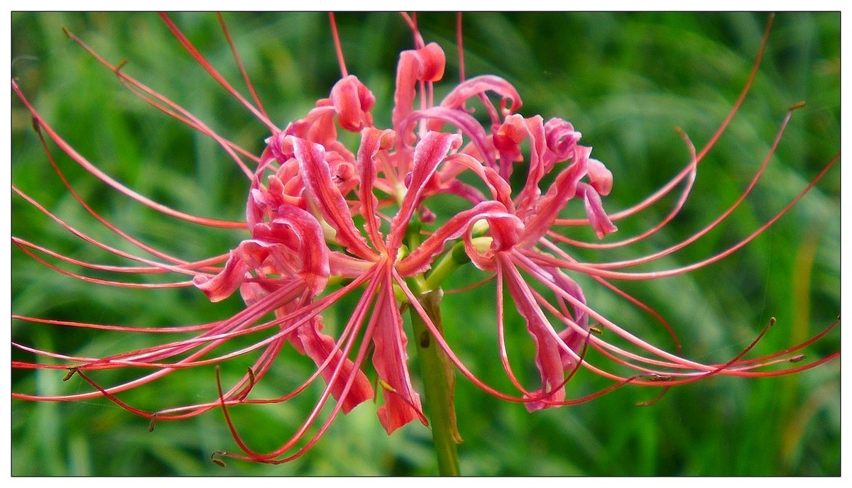 彼岸花(石蒜花)
