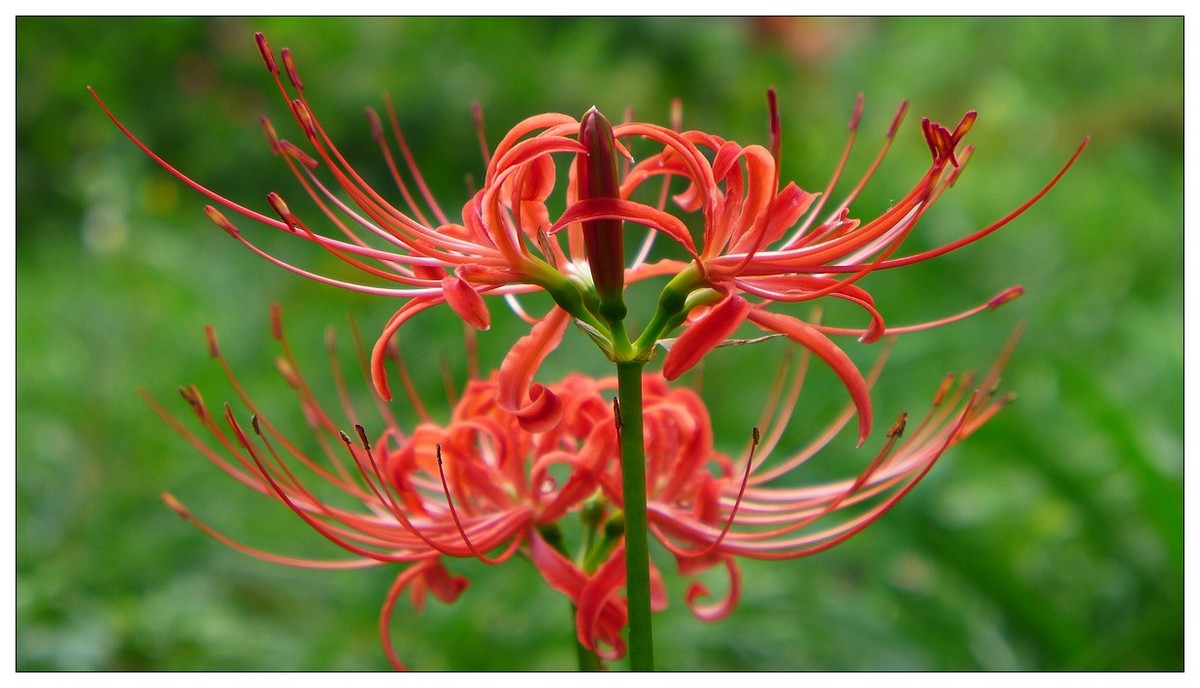 彼岸花(石蒜花)