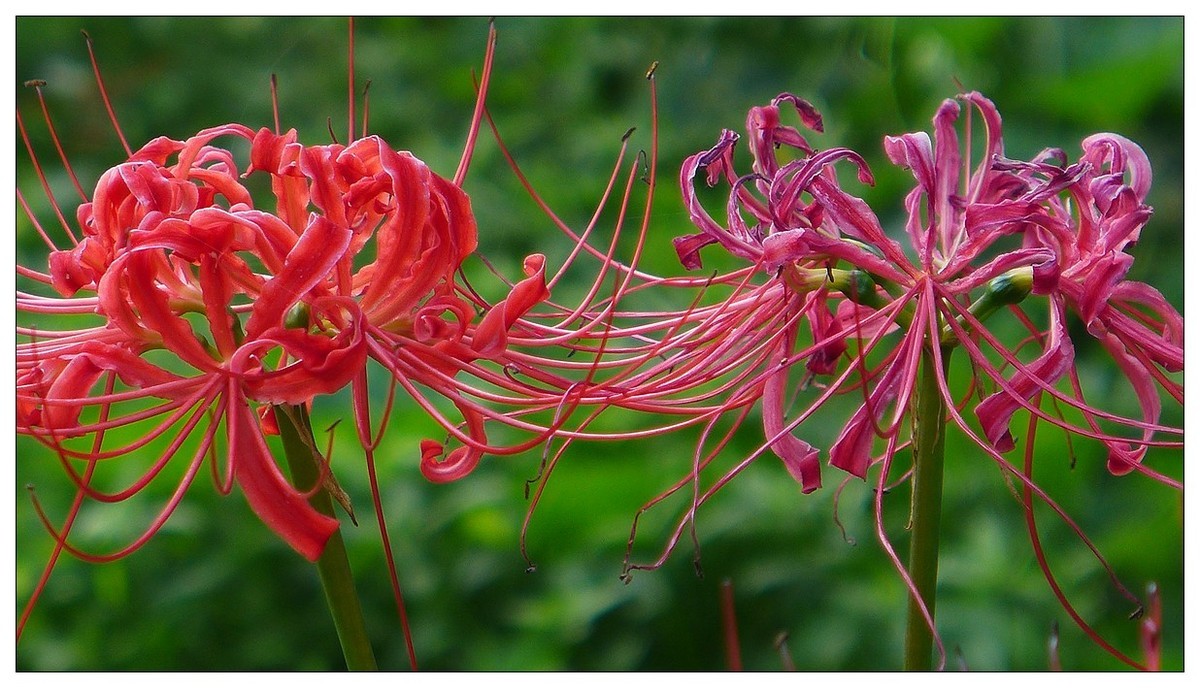 彼岸花(石蒜花)