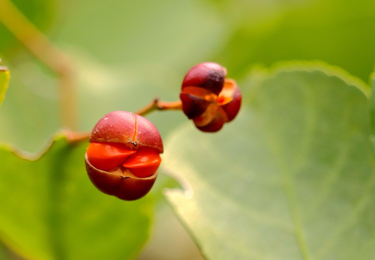 一组用适马75-3000微距端拍摄的冬青卫矛果。