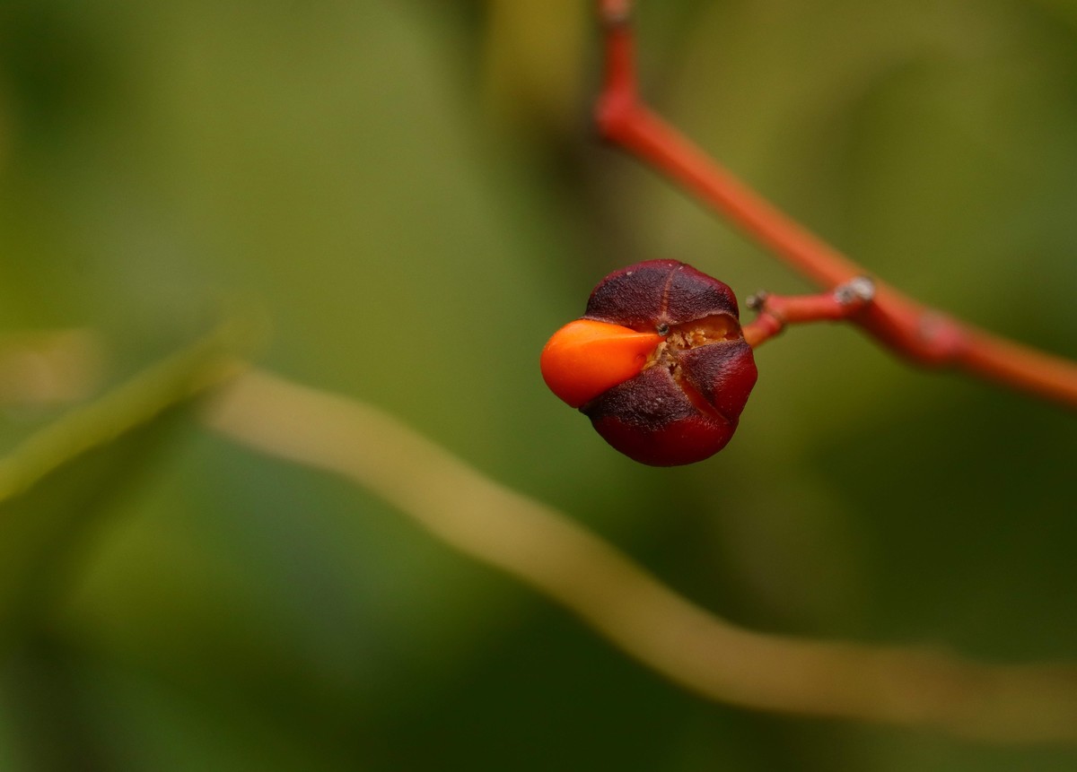 一组用适马75-3000微距端拍摄的冬青卫矛果。