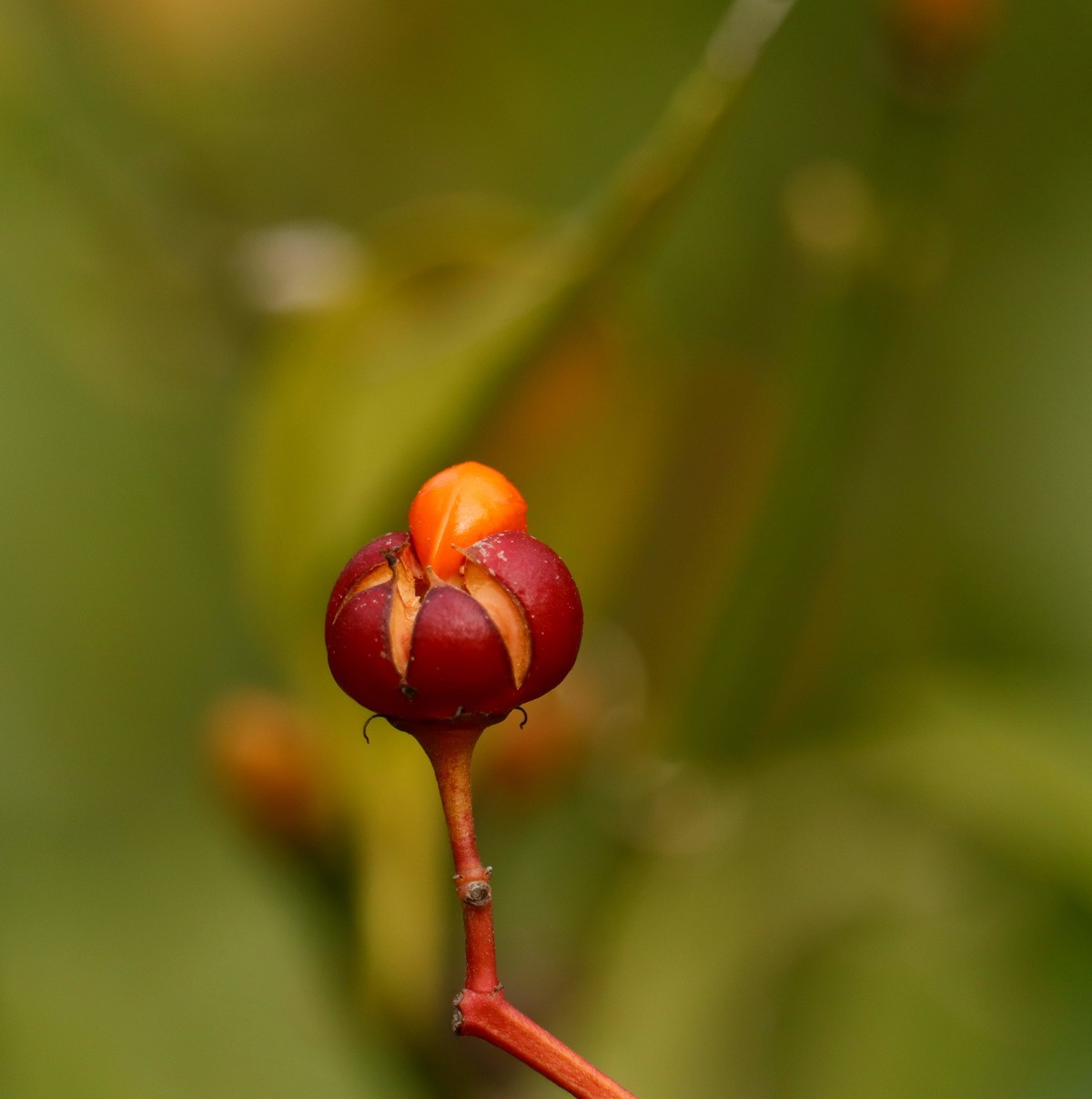 一组用适马75-3000微距端拍摄的冬青卫矛果。