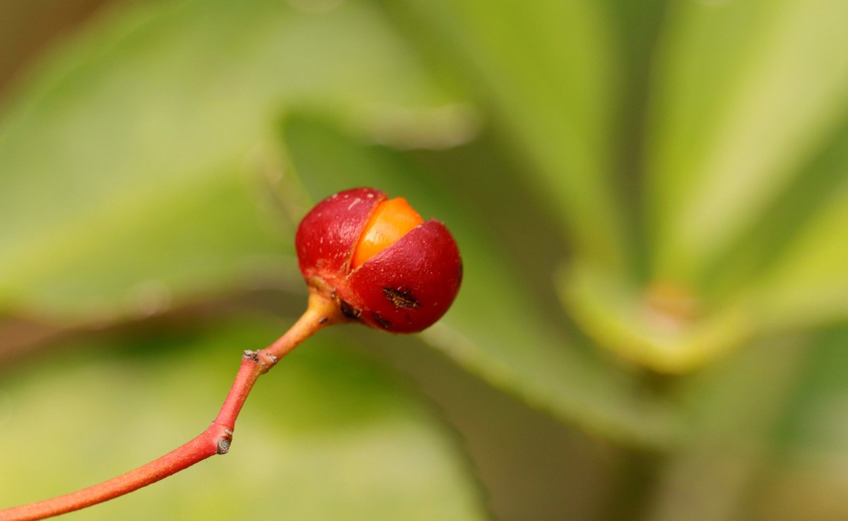 一组用适马75-3000微距端拍摄的冬青卫矛果。
