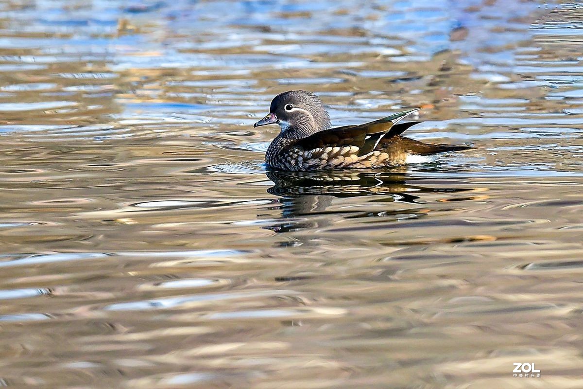 大年初三（2月14日）发一贴——鸳鸯