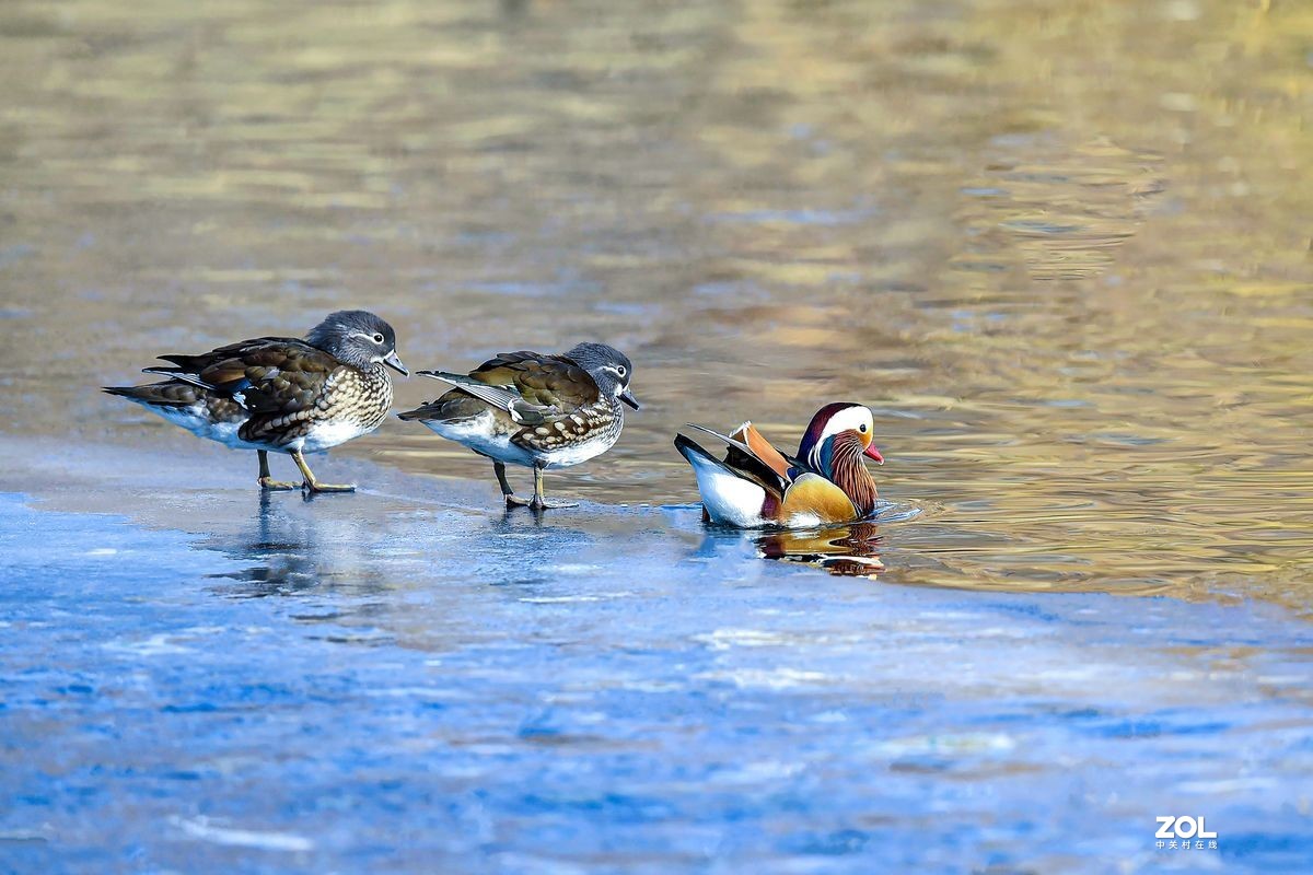 大年初三（2月14日）发一贴——鸳鸯