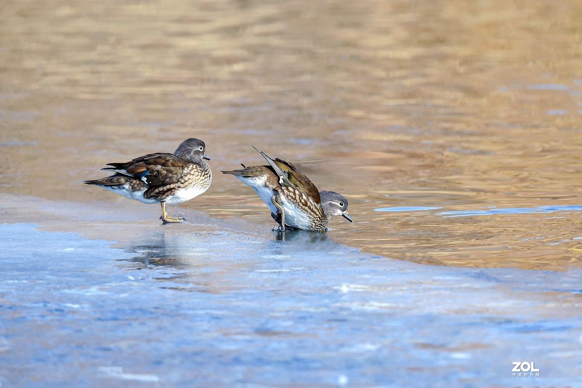 大年初三（2月14日）发一贴——鸳鸯