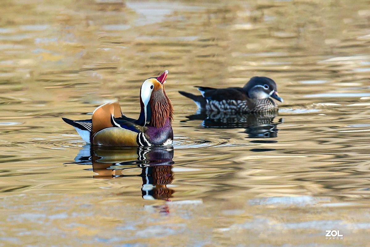 大年初三（2月14日）发一贴——鸳鸯