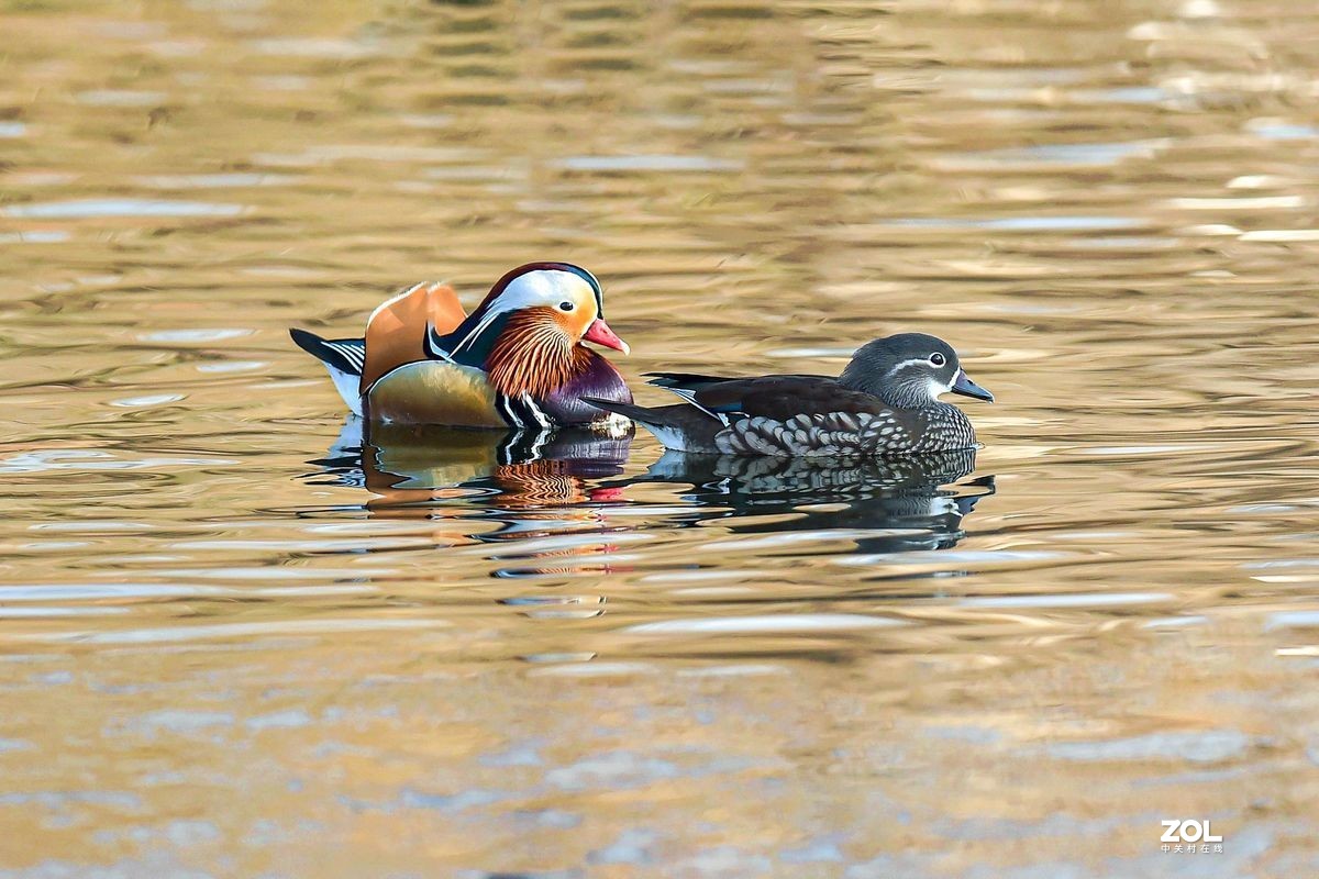 大年初三（2月14日）发一贴——鸳鸯