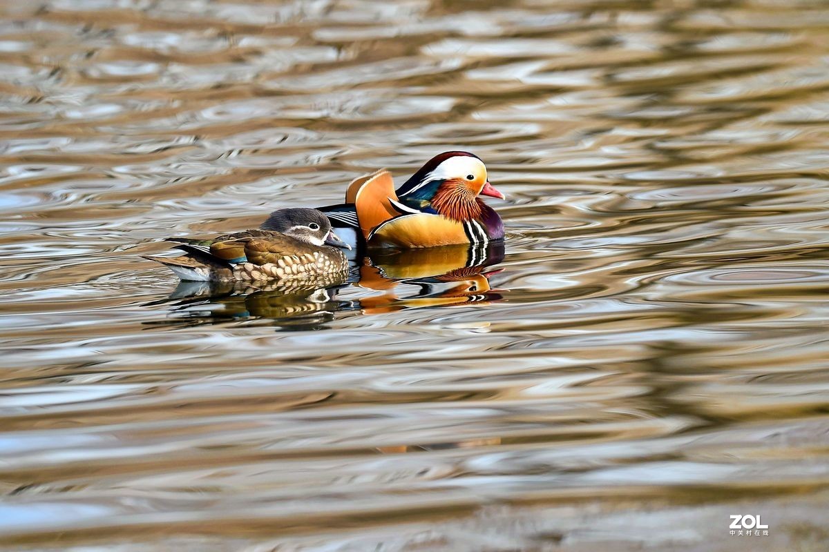 大年初三（2月14日）发一贴——鸳鸯