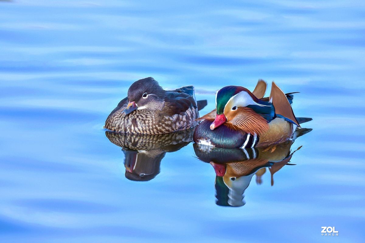 大年初三（2月14日）发一贴——鸳鸯