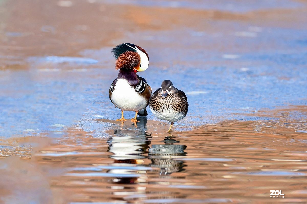 大年初三（2月14日）发一贴——鸳鸯