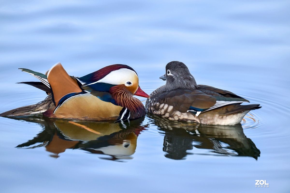 大年初三（2月14日）发一贴——鸳鸯