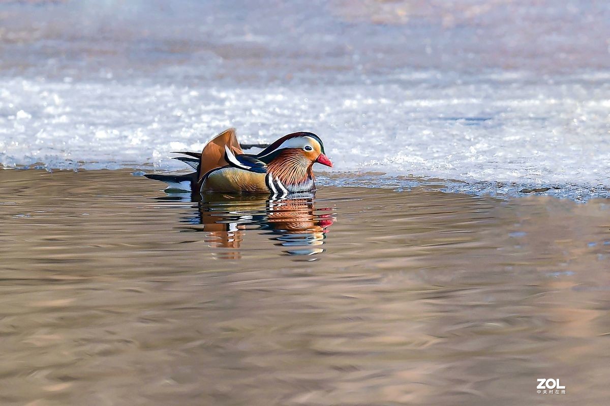 大年初三（2月14日）发一贴——鸳鸯