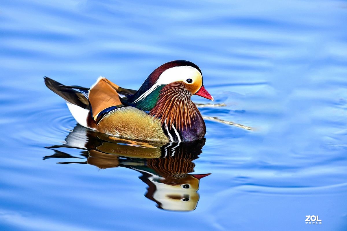 大年初三（2月14日）发一贴——鸳鸯