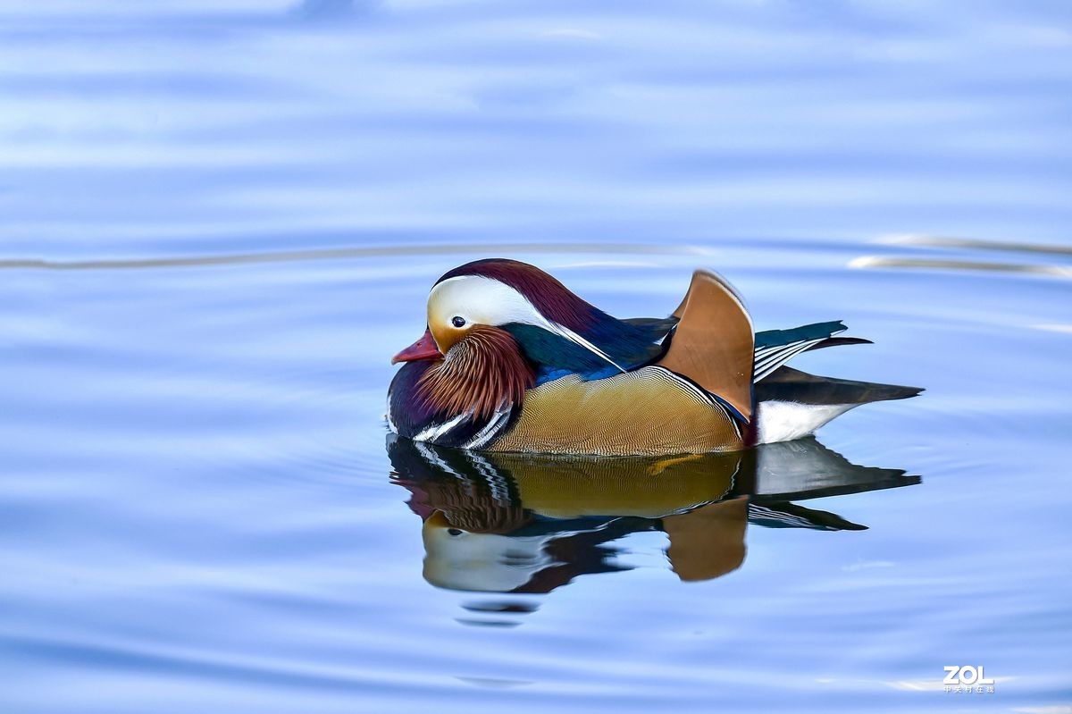 大年初三（2月14日）发一贴——鸳鸯