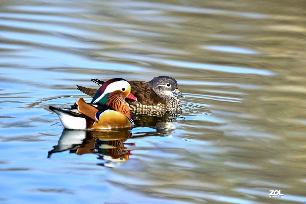 大年初三（2月14日）发一贴——鸳鸯