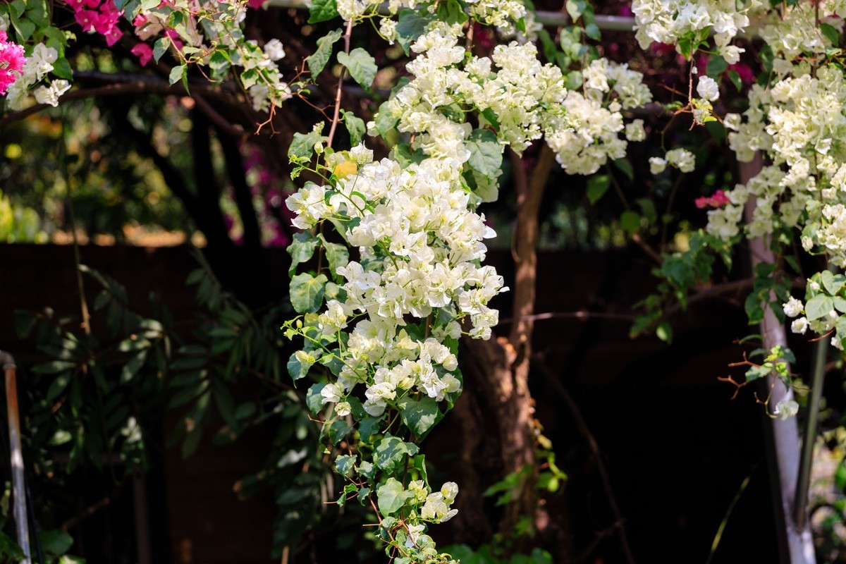 公园里拍三角梅