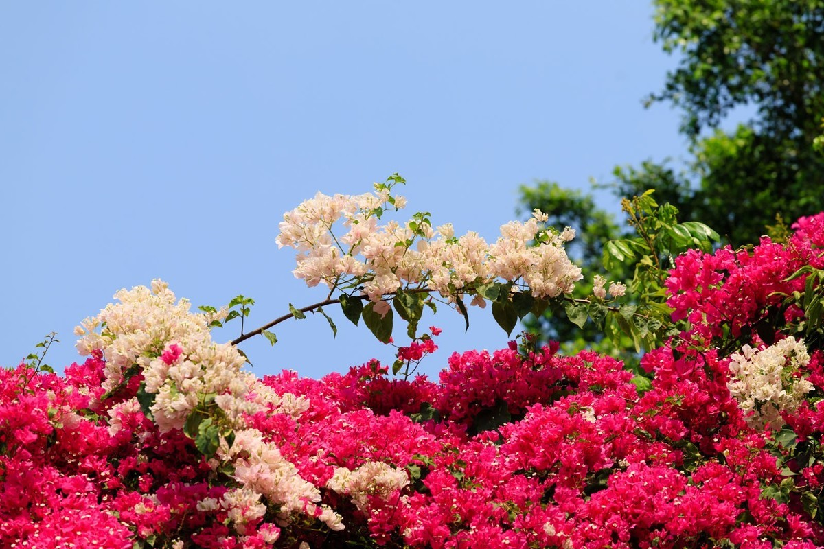 公园里拍三角梅