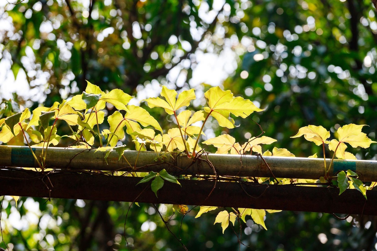 公园里拍三角梅