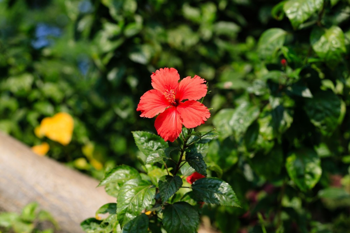 公园里拍三角梅