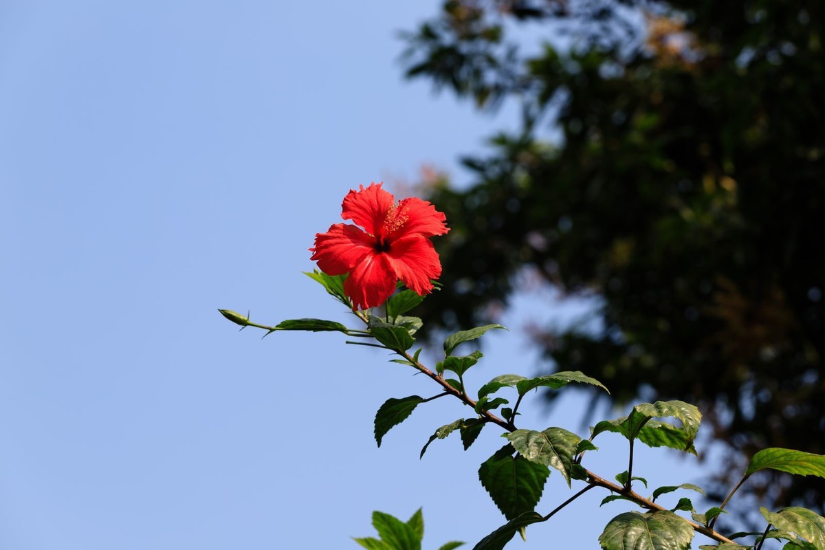 公园里拍三角梅