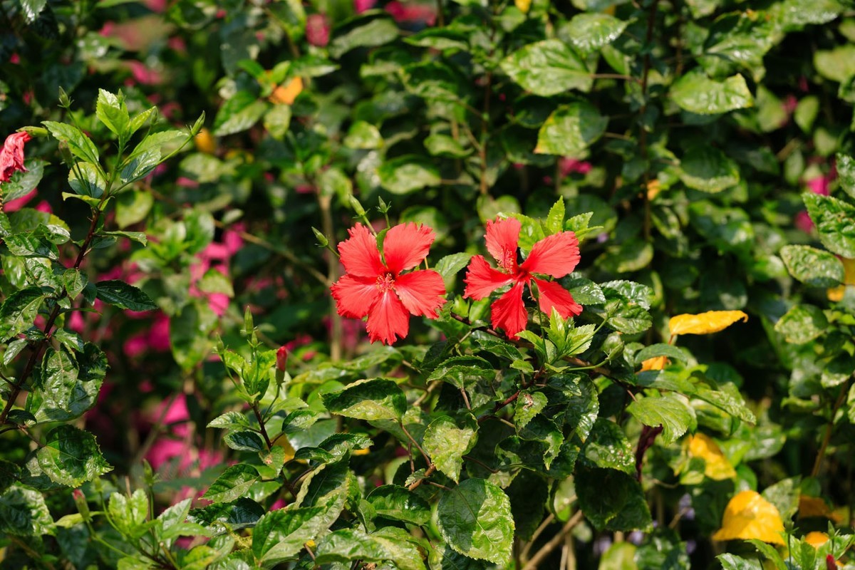 公园里拍三角梅