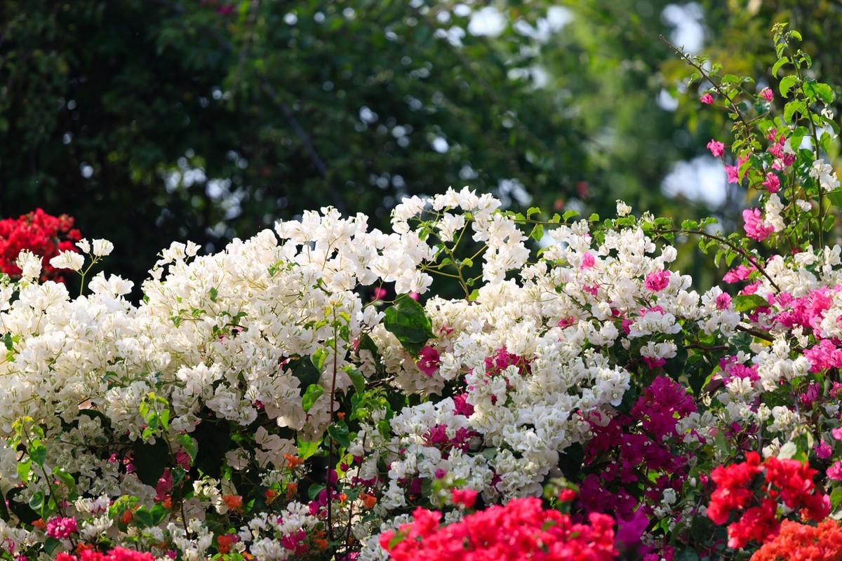 公园里拍三角梅