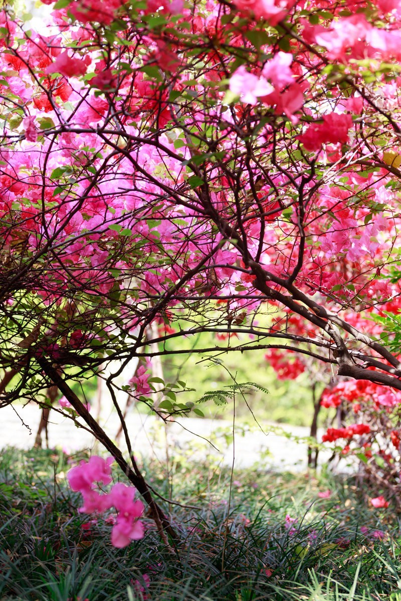 公园里拍三角梅