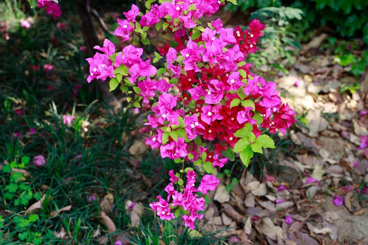 公园里拍三角梅