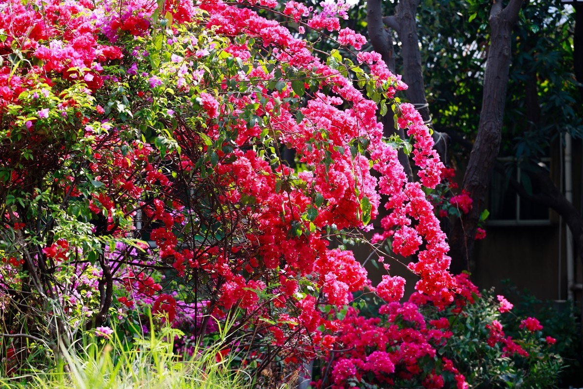 公园里拍三角梅