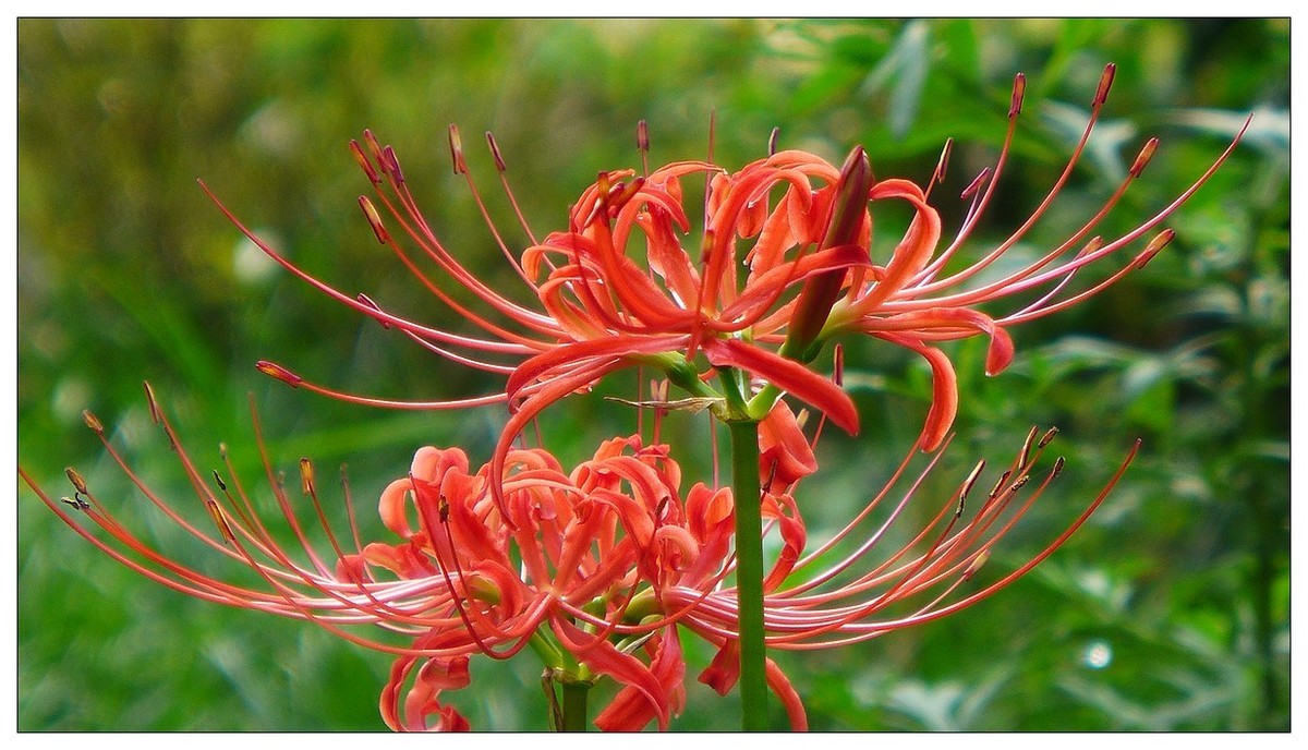 彼岸花(石蒜花)