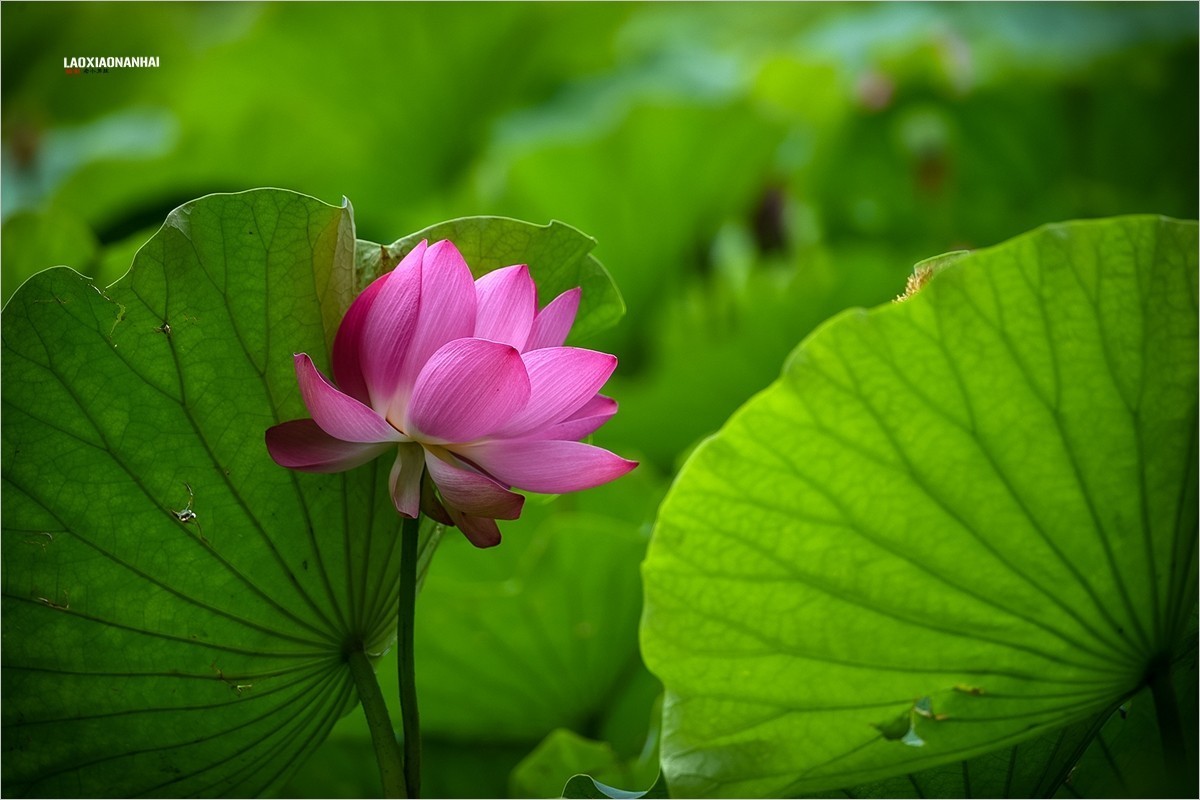 2021年第626贴-圆明园荷花拍-37(0911f)