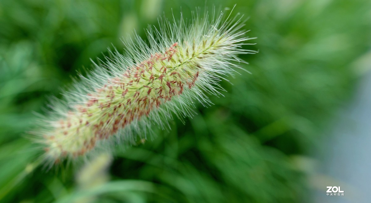 24MM F1.4  镜头随拍