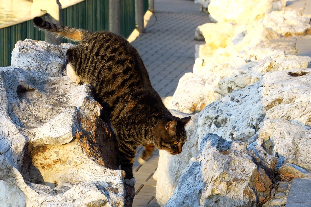 周末第五站北海公园小猫