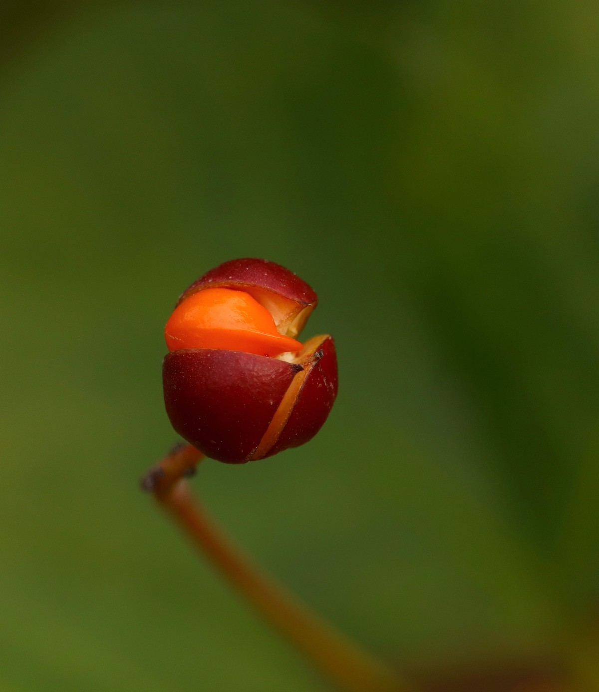 一组用适马75-3000微距端拍摄的冬青卫矛果。