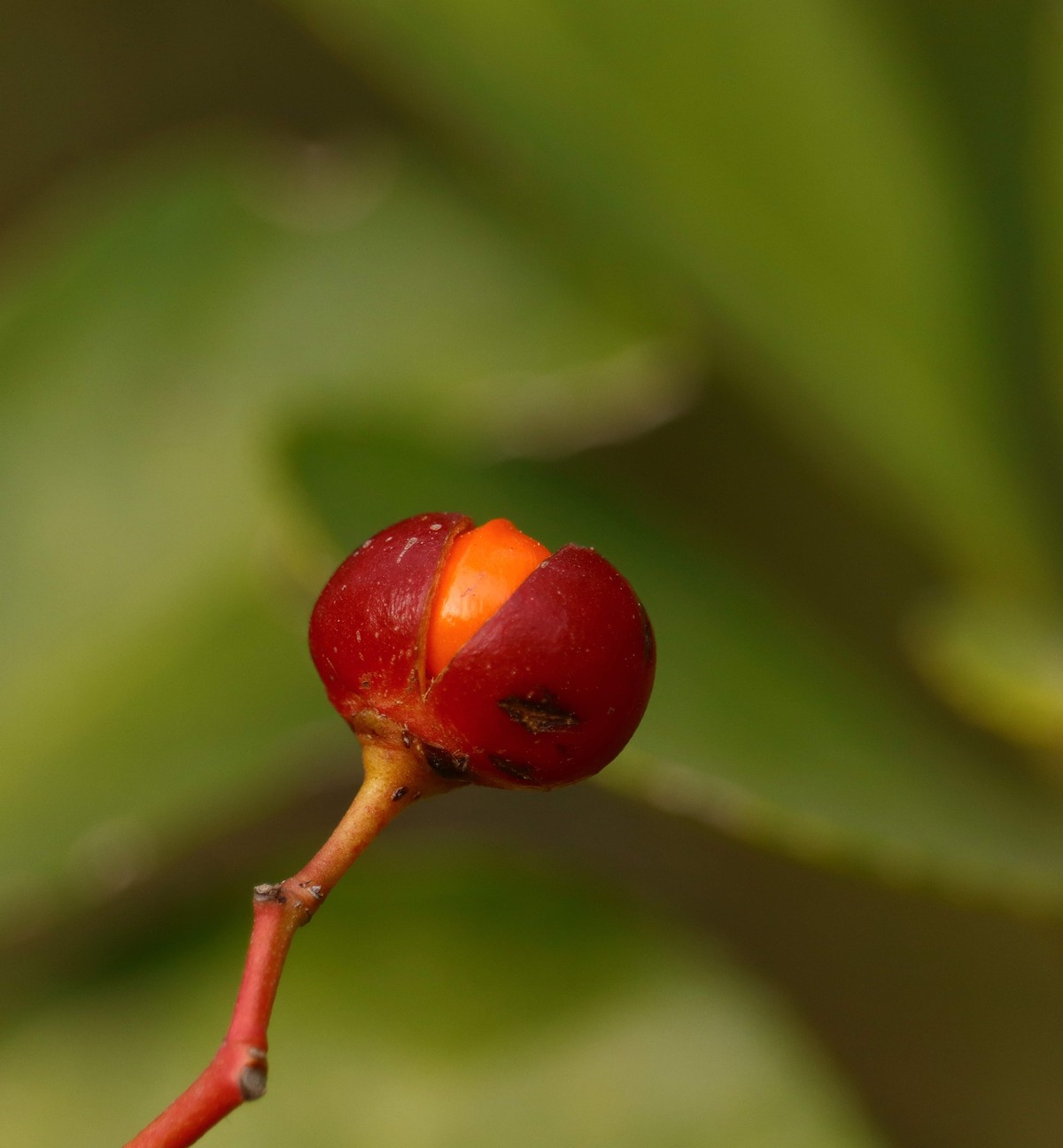 一组用适马75-3000微距端拍摄的冬青卫矛果。