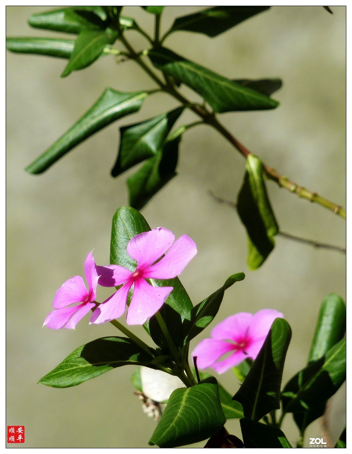 卡片机拍花一组(7)