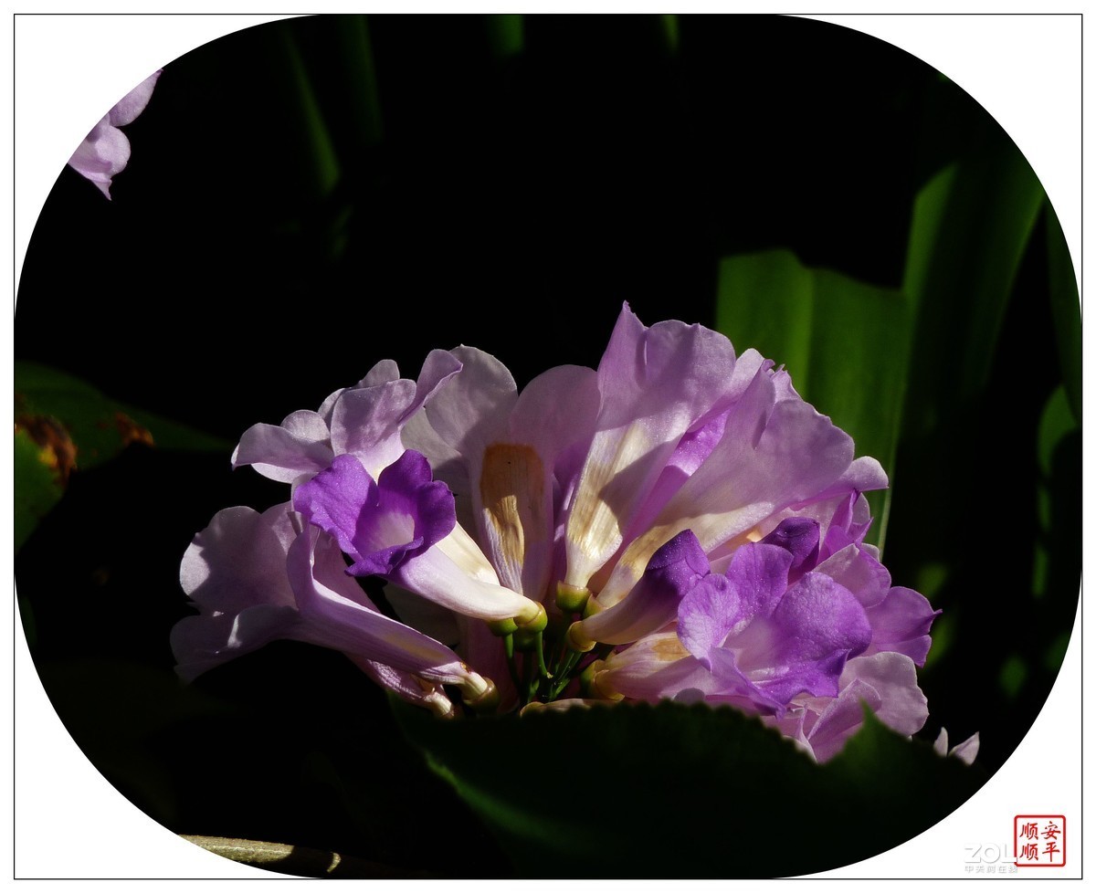 卡片机拍花一组(7)