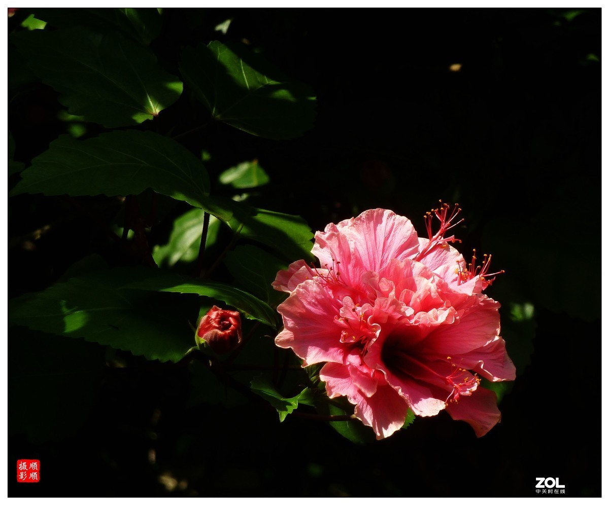 卡片机拍花一组(7)