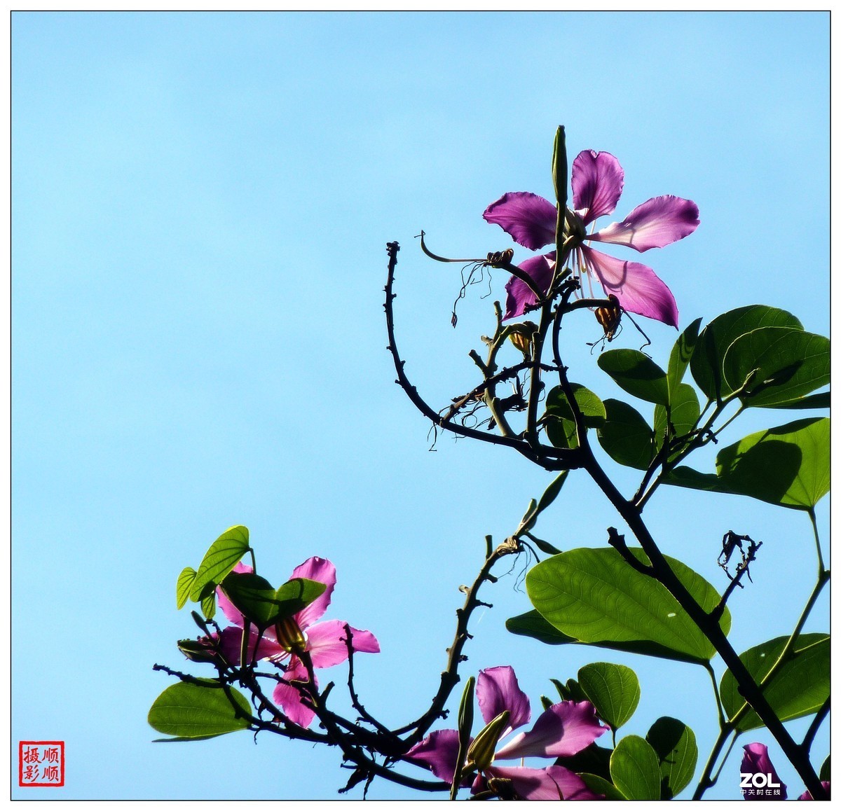 卡片机拍花一组(7)