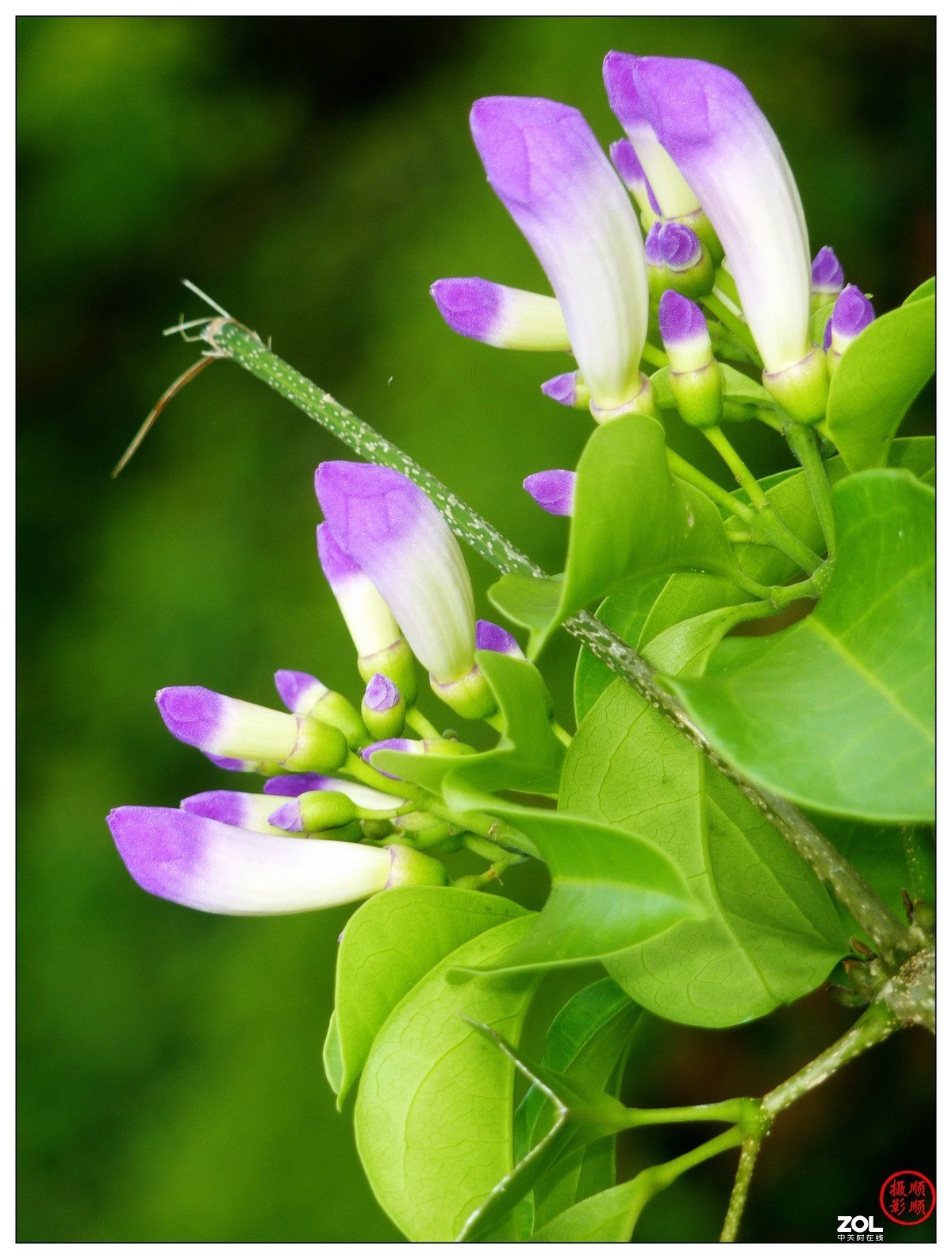 卡片机拍花一组(7)