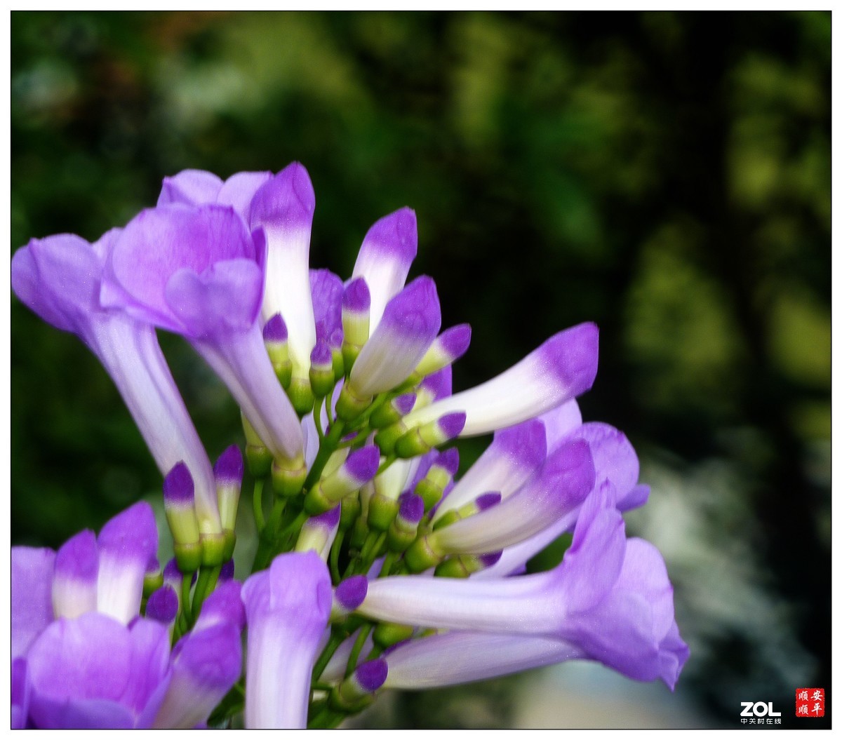 卡片机拍花一组(7)