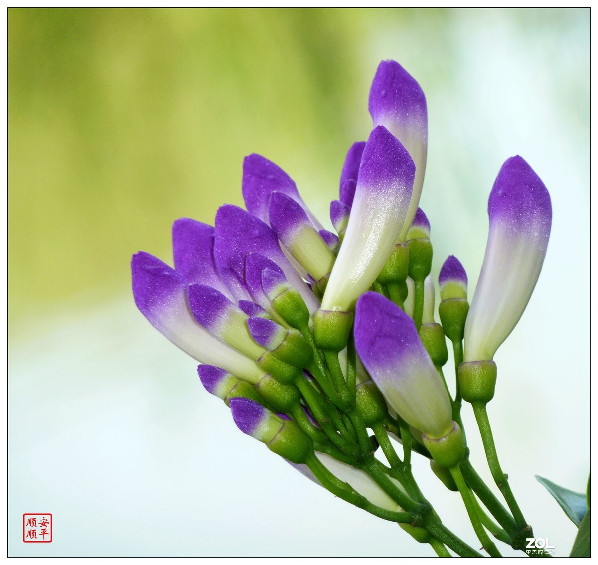 卡片机拍花一组(7)