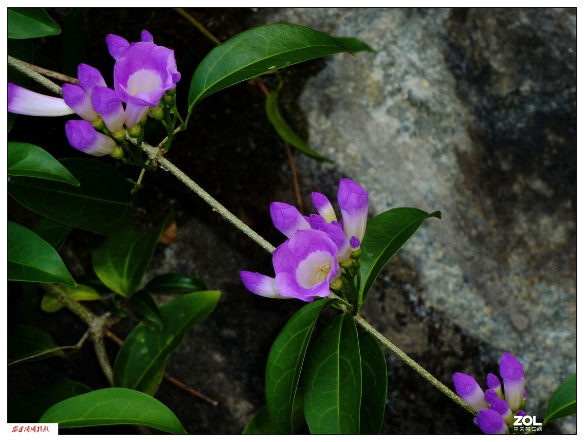 卡片机拍花一组(7)