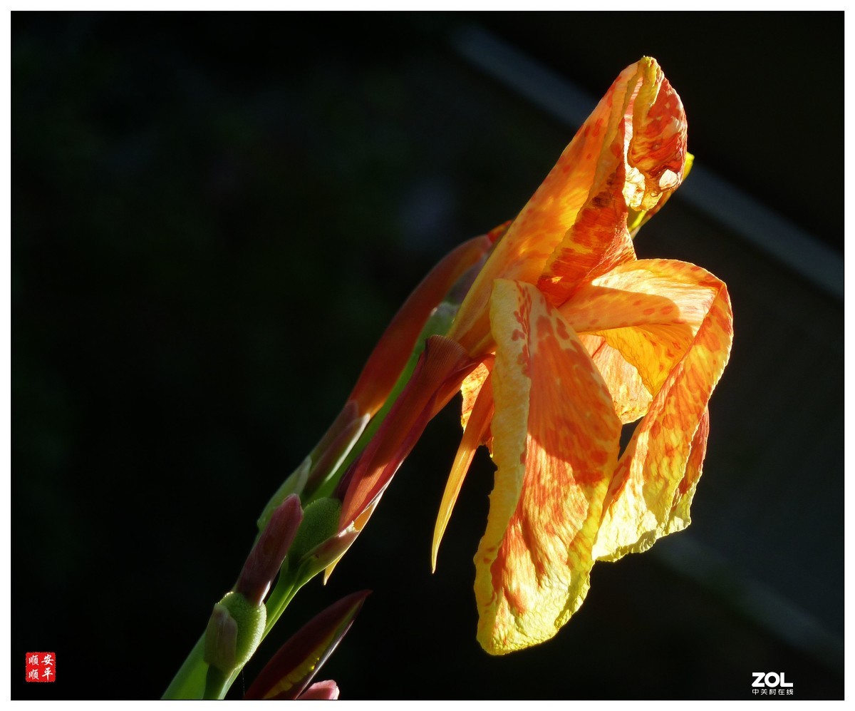 卡片机拍花一组(7)